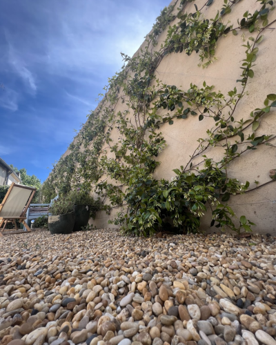 création-jardin-palissage-jasmin-décoration-jardinier-paysagiste-alpilles