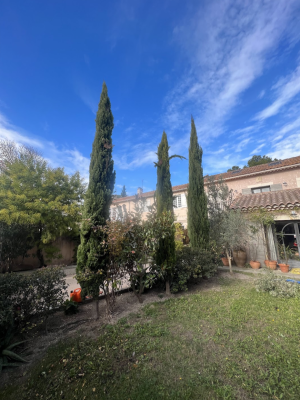 taille-cyprès-provence-entretien-jardin-jardinier-paysagiste-alpilles