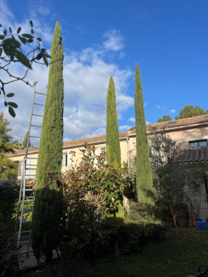 taille-cyprès-provence-entretien-jardin-jardinier-paysagiste-alpilles