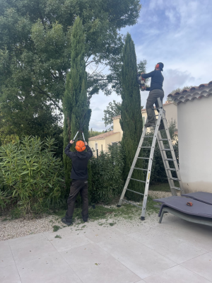 taille-cyprès-provence-entretien-jardin-jardinier-paysagiste-alpilles